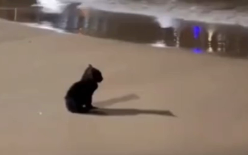 Spotted a black cat looking out to sea.