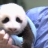 大熊猫最萌的时期-成长记录