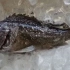 日本福岛民众：不敢吃鱼 谁知道辐射到什么程度