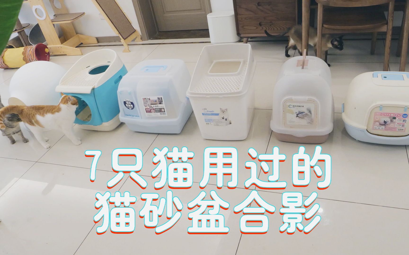 50元到500元的猫厕所，全部用一遍是啥感受？听！钱包在哭。。