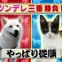 【超有趣】柴犬VS猫猫  比比谁更傲娇　