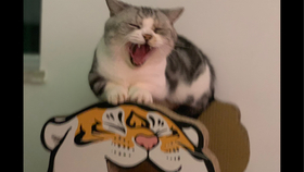 小猫怎么洗头 167d6429cb48e4e5d7780b49eeeaa08377c6751c.jpg@280w_158h_1c_100q.jpg