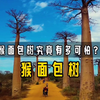 猴面包树究竟有多神奇？凿个洞，全家人住进去。除了树皮都能吃