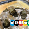 田螺的解剖