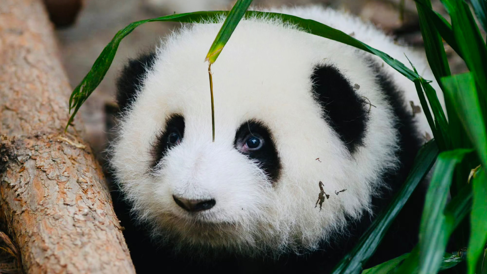 大熊猫花花小确幸