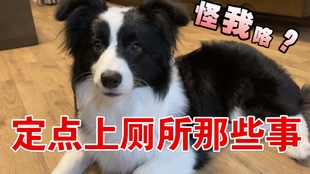 怎么教狗狗定点去厕所里面上厕所 16bfa7cc9a95e02151d4b93277c8b1e710a31330.jpg@310w_174h_1c_100q.jpg