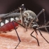 蚊子吸血全过程 放大188倍，原来吸血 也是个技术活