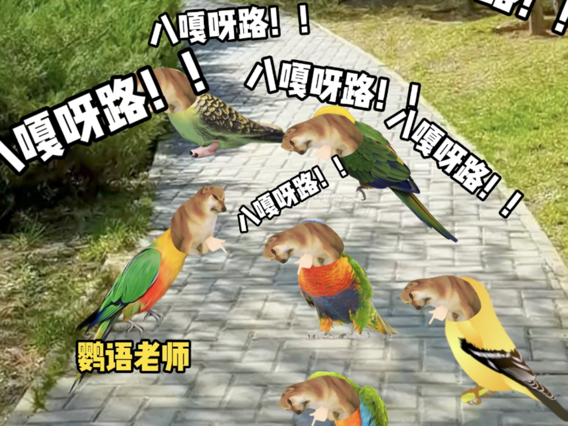 当鹦鹉学会网络流行语