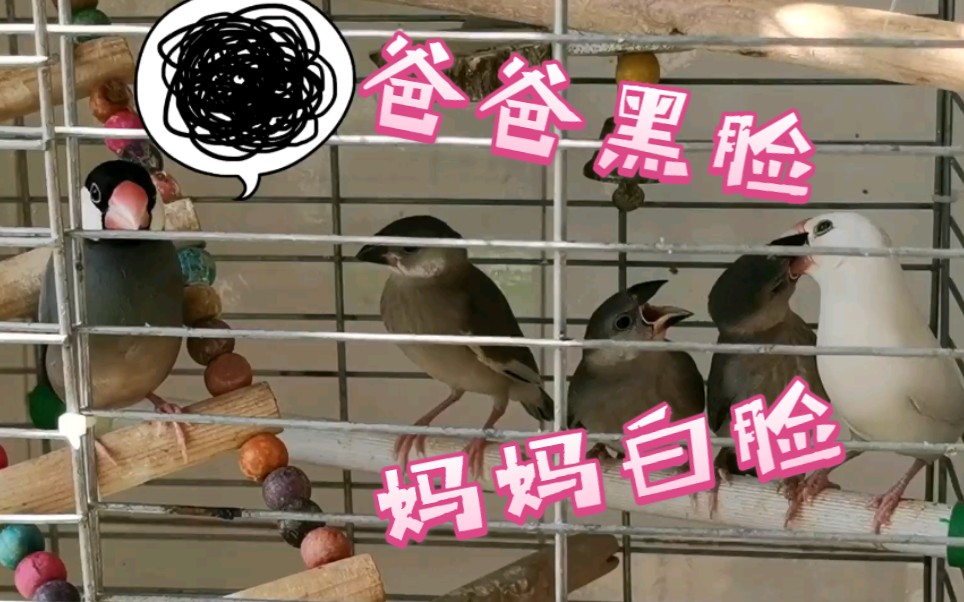 文鸟文鸟爸妈黑白脸教育爸爸不喂妈妈喂孩子终究还是要独立的呀