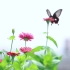 花坛的两只蝴蝶----佳能6D II加小小白拍摄