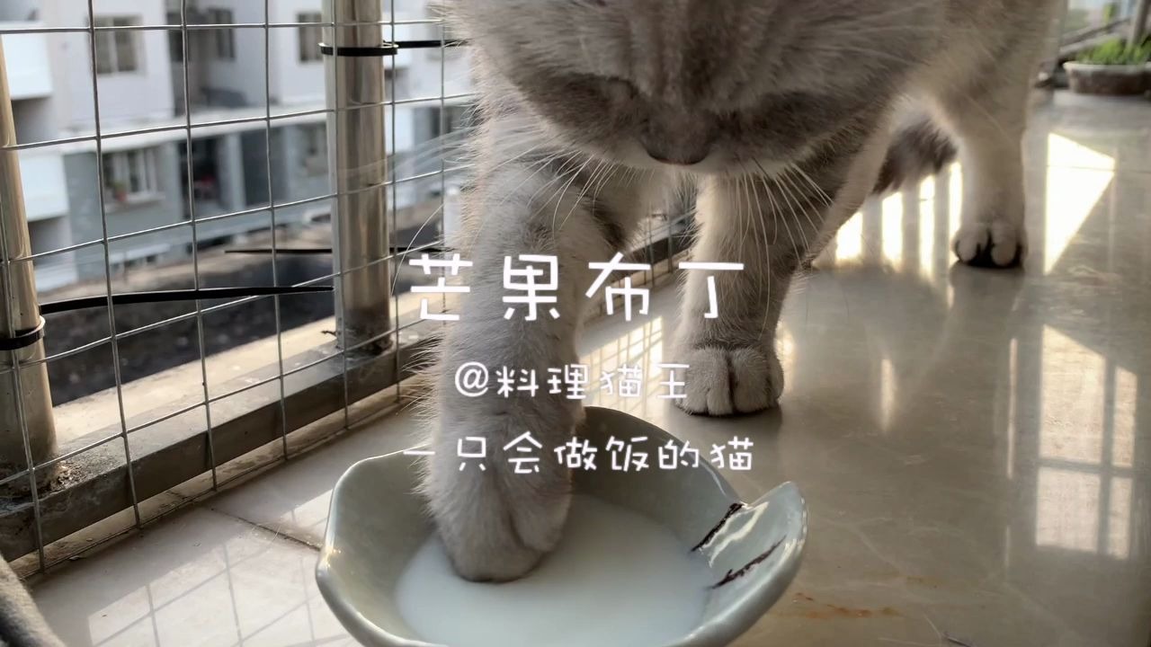 料理猫王猫咪给主人做了甜点芒果布丁希望生活甜一点