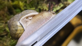 蜗牛的眼睛在哪个地方 16f7f63d83daf5f5710f2f44c69eafa2300a86bc.jpg@280w_158h_1c_100q.jpg