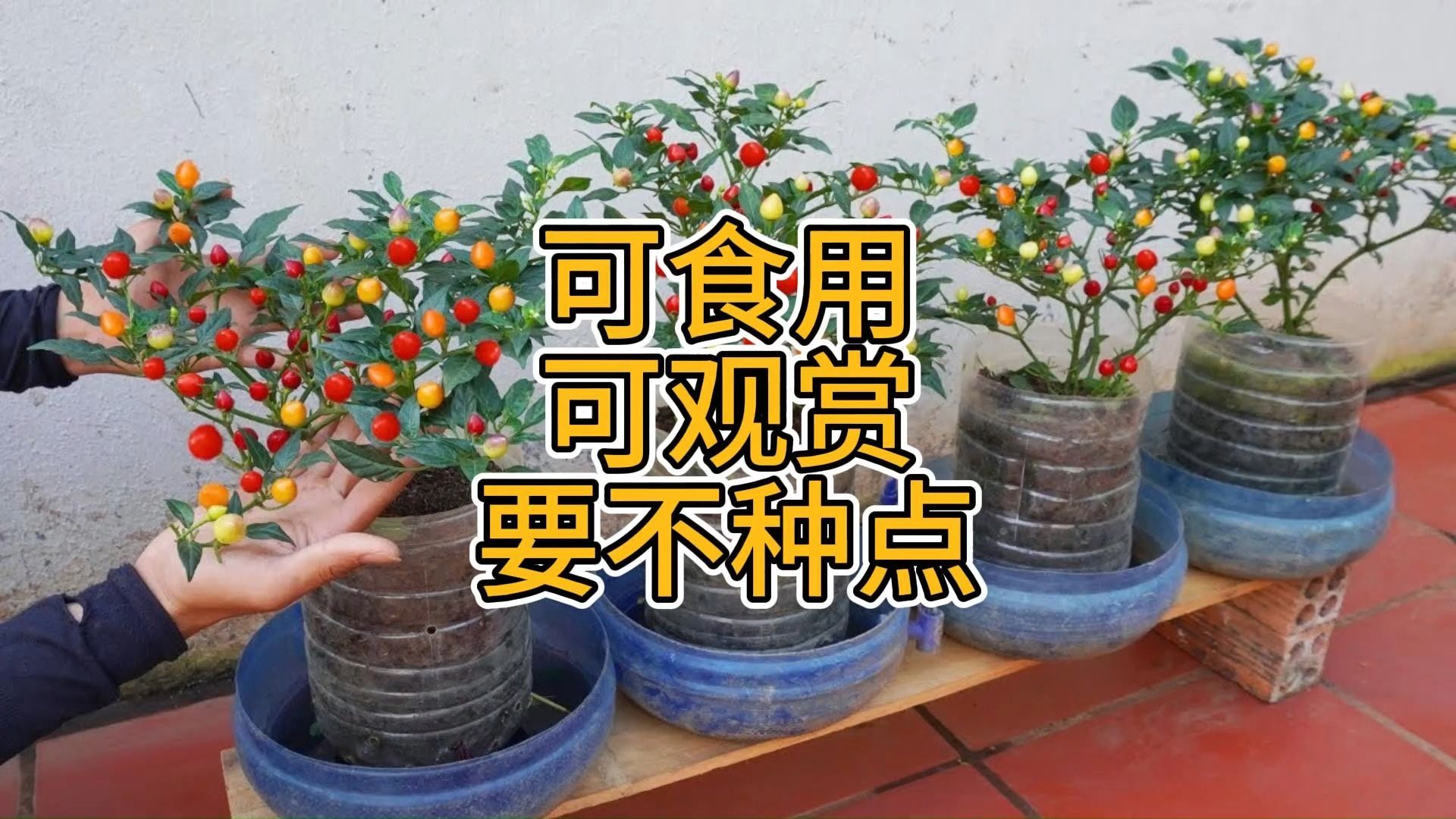 辣椒的育苗及种植方法