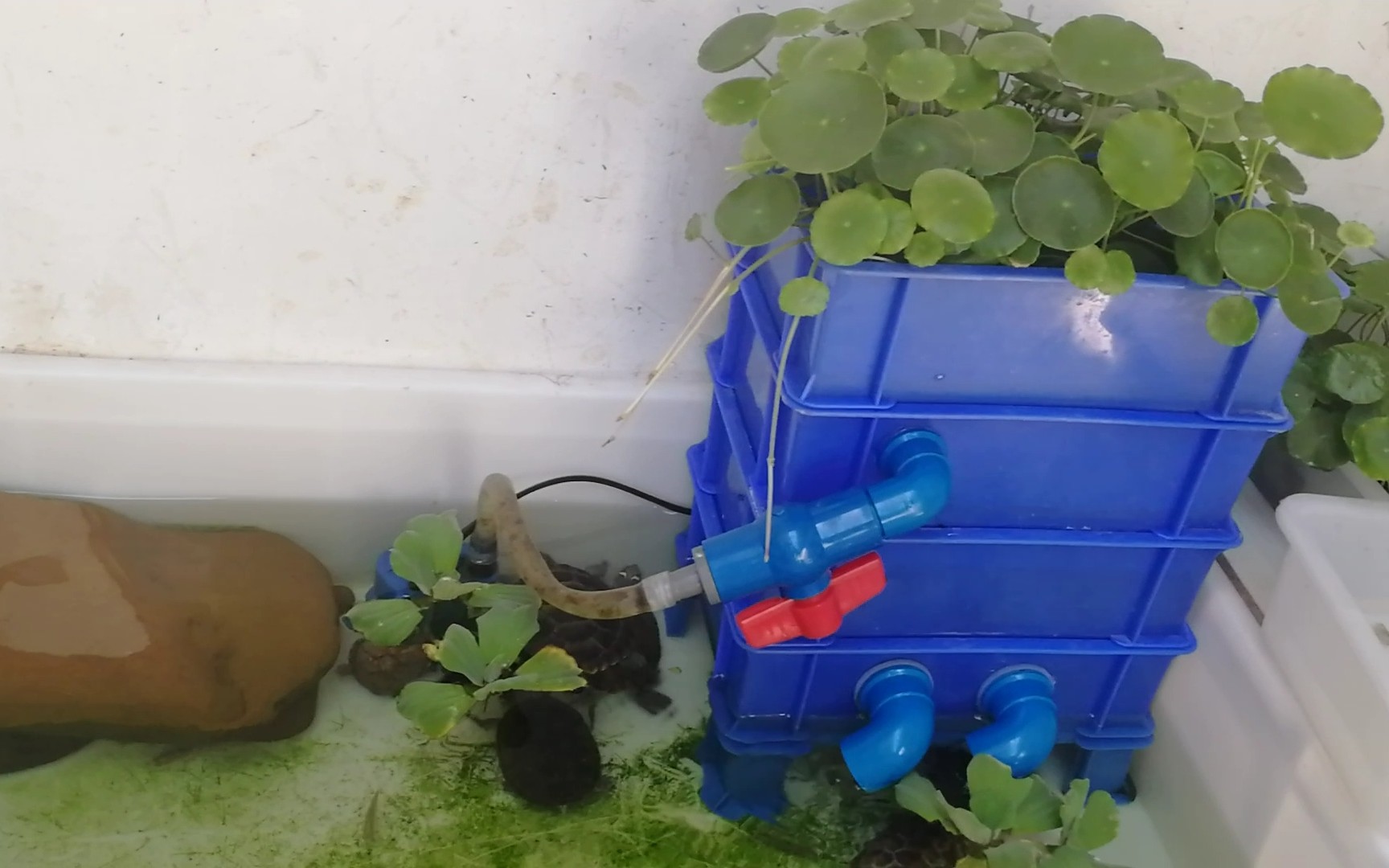 龟缸如何培养植物和养绿水？ - 知乎