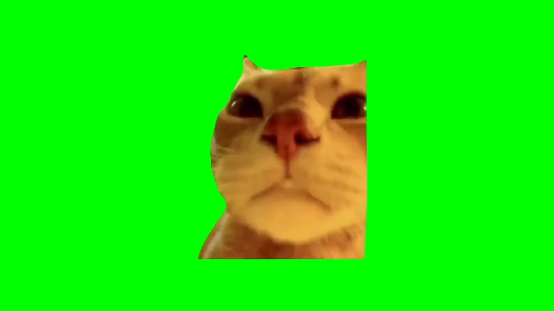 【高清无水印】面对七彩屏幕猫meme绿幕素材30秒