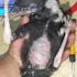几天前遇到的小乌鸦，由于长期营养不良骨头已经畸形了！