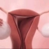月经周期和妊娠过程，3D演示。。