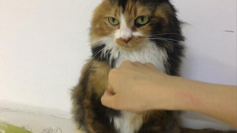 猫咪救人真实视频 17584767c416148c75cee76fcdf2f3eab97a60cf.jpg@480w_270h_1c