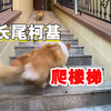 【训犬实操】狗狗很胆小，如何让它学会适应楼梯和跑步机