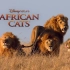 【宣传片】Africa cats 非洲大猫