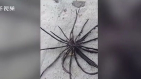 梦见踩死一只黑蜘蛛，解读梦境背后的深层含义