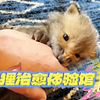 🦊狐狸治愈体验馆<2>