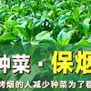 “种菜稳烟”烤烟套种蔬菜，最大化土地经济价值