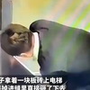 男子拿着一块“板砖”上电梯 结果掉进缝里直接砸了下去