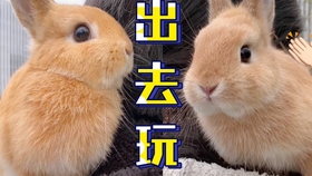 如何挑选质量好的乌龟 17cd0f9494f949be41957b7dfe60057a7b92e507.jpg@280w_158h_1c_100q.jpg