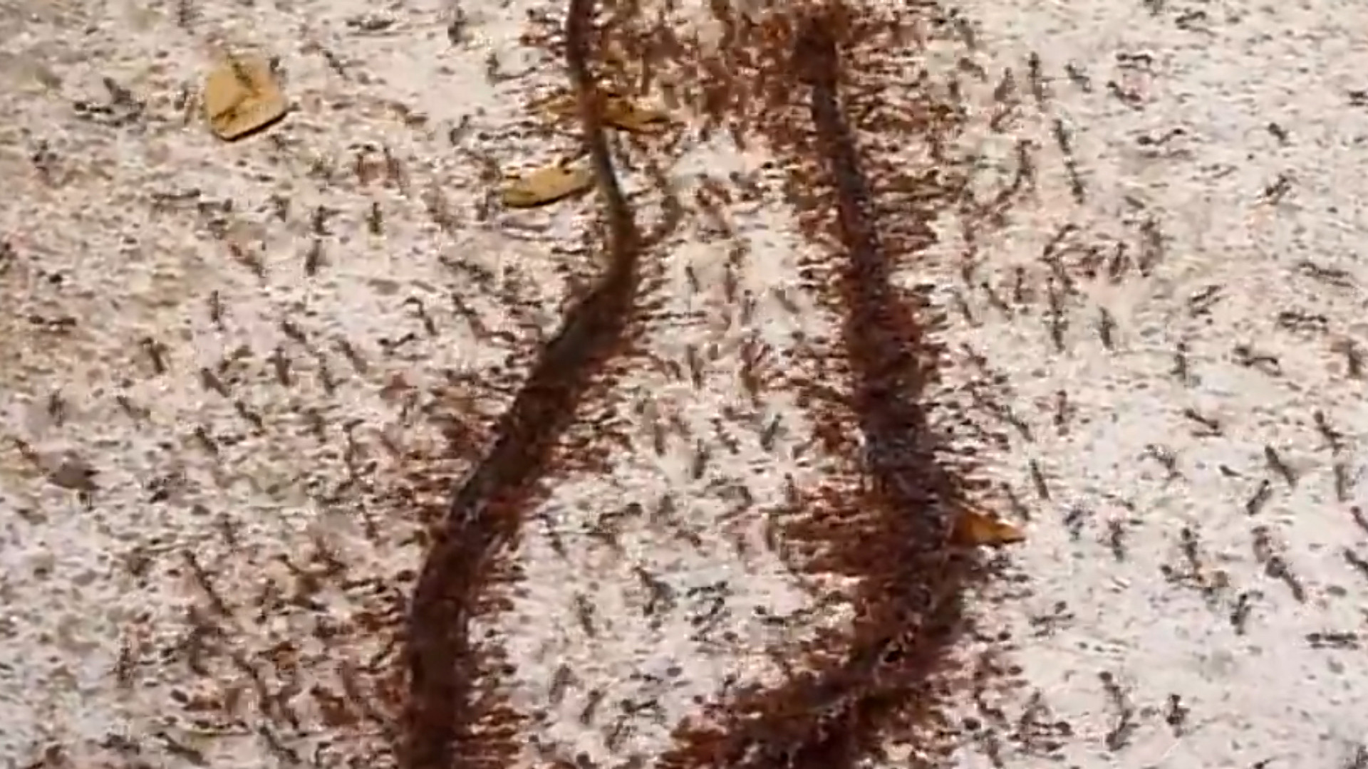 200万只蚂蚁捕食一条蟒蛇，场面太壮观，网友：换成蚁狮直接秒杀！