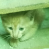 【救助】小黑和它的小伙伴们今天一直在叫。。。我也有一整天没看见猫妈妈了  很担心它们挨饿受冻。。一定要看看简介