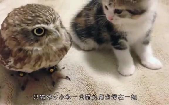 把小猫和猫头鹰一起养，会发生什么？镜头记录搞笑瞬间！