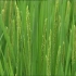 水稻种植技术视频 水稻种植技术 如何栽培水稻教程