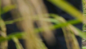 180fd3d7277578140ad390ee8ed7dfc688725eef.jpg@280w_158h_1c_100q.jpg