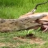 一只怀孕的羚羊被鳄鱼捕杀，鳄鱼感觉到羚羊怀孕了，马上放生了！