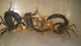 1832e0bbefae3e0aa07f2fd9c4fa328242b769eb.jpg@280w_158h_1c_100q.jpg