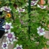 微型铁线莲品种，巴掌大的花盆开5朵花，阳台也能盆栽