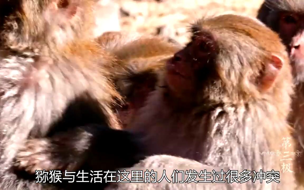 老人独自喂养上千只猕猴，绝对是人与动物和谐共生的典范