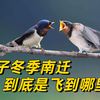 燕子每年都要飞往南方过冬，这个南方到底是哪，很多人都想错了
