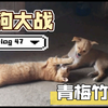 Vlog 47.1「土猫土狗日常」青梅竹马小母狗和小公猫的欢乐日常
