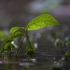 空镜头视 雨季小草树叶下雨雨水 素材分享