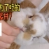 【萌宠日常】兔兔为了吃的能有多拼？