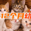 0-12个月幼猫怎么养？每月龄重点注意事项，划重点版