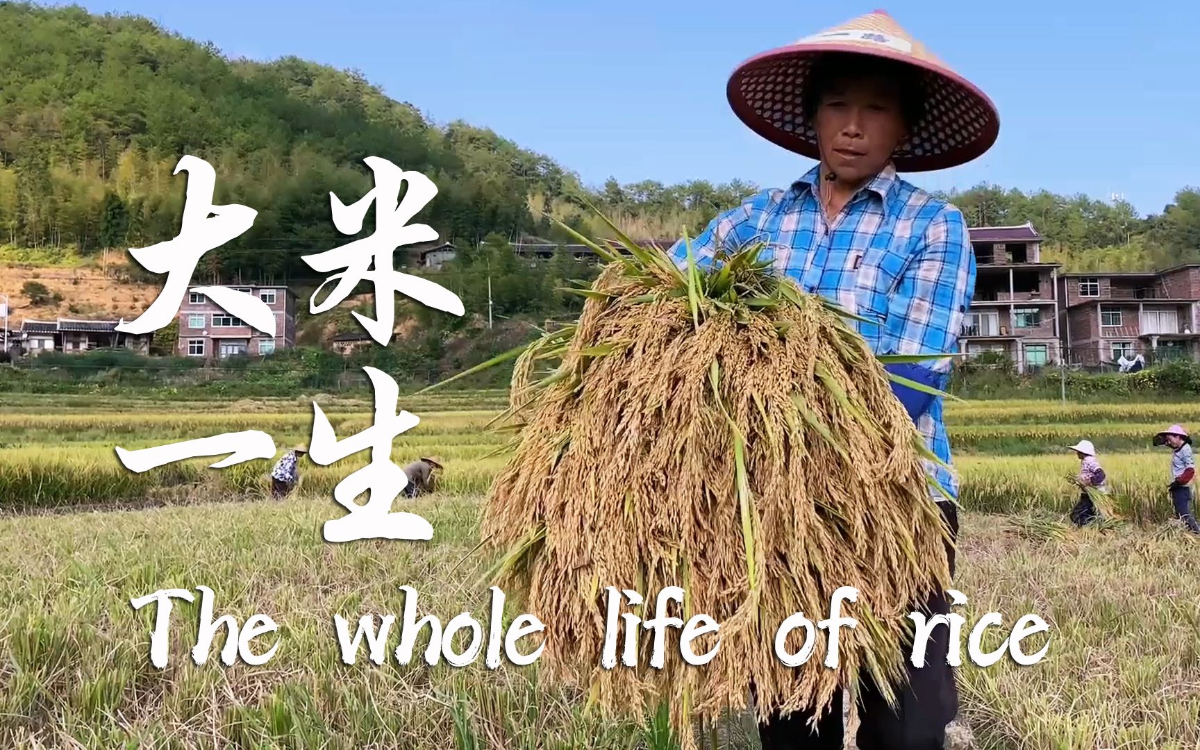 从播种、插秧、收割、晒谷到米饭，大米这一生，是温饱也是艰辛！