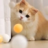 猫咪打乒乓球，一次发一球不过瘾，主人连发几百次！