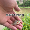 两广罗非的恐怖力量。钓鱼人都怕