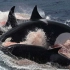 神仙打架！！虎鲸追杀塞鲸，20秒开始速度高能，巨鲸竟然是高速鱼雷