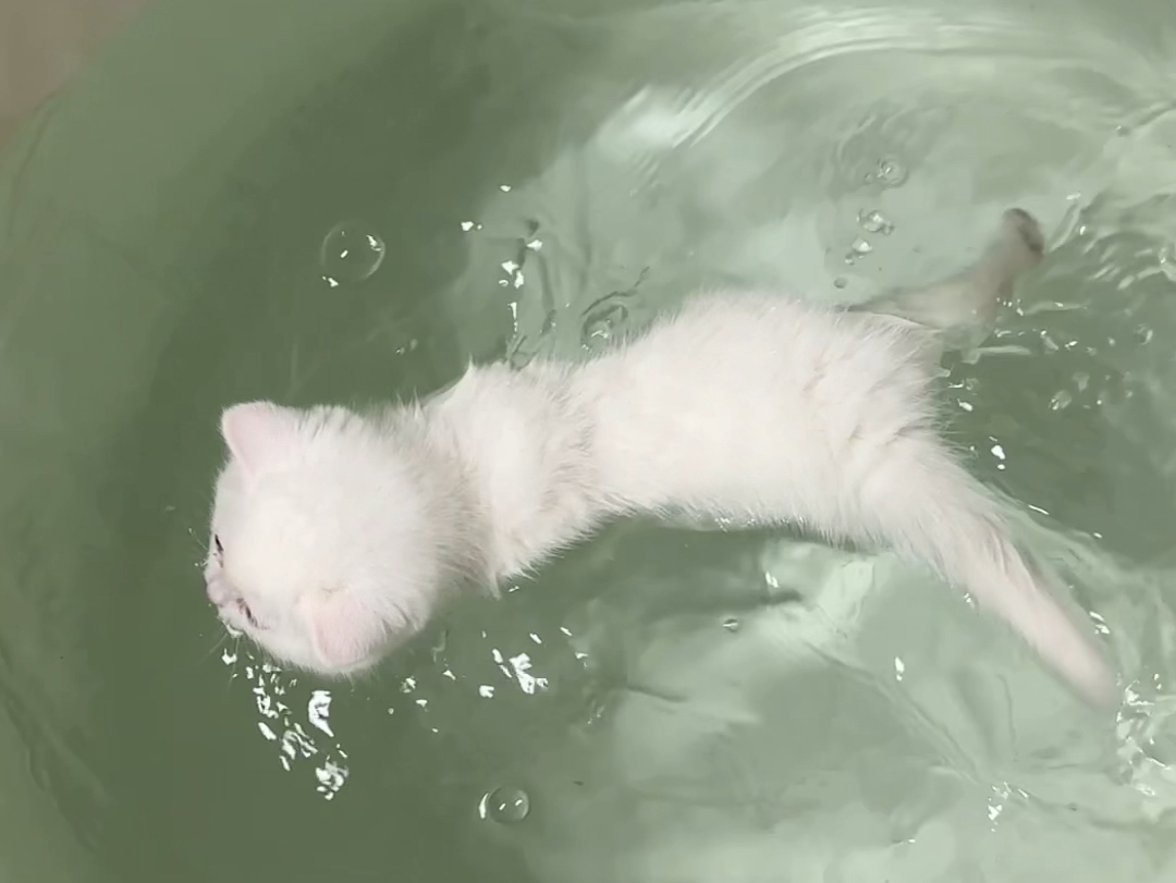 长见识了！第一次见小猫会游泳