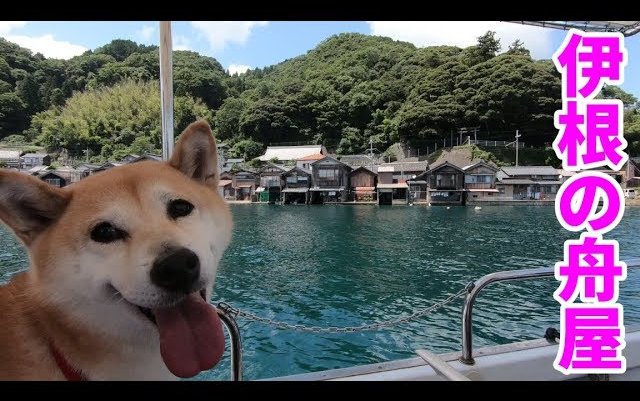 柴犬小春 因为被告诉说 柴犬也可以坐船哟 所以从海边参观了伊根町的舟屋 哔哩哔哩 つロ干杯 Bilibili