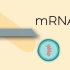 mRNA疫苗的作用原理